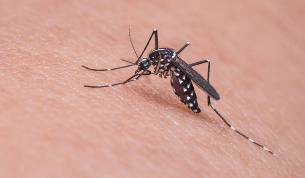 ยุง_กันยุง