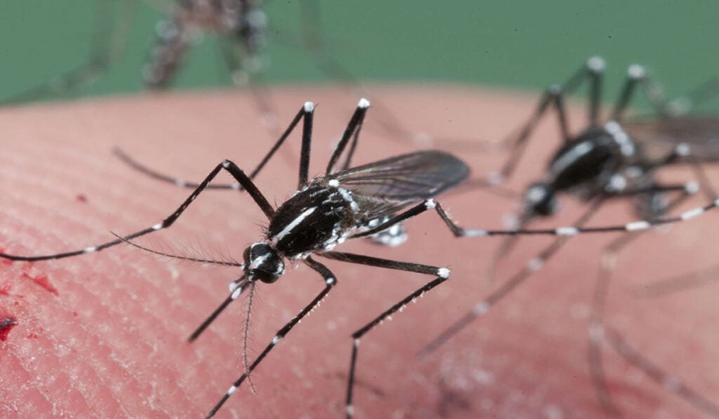 ยุงลาย_1